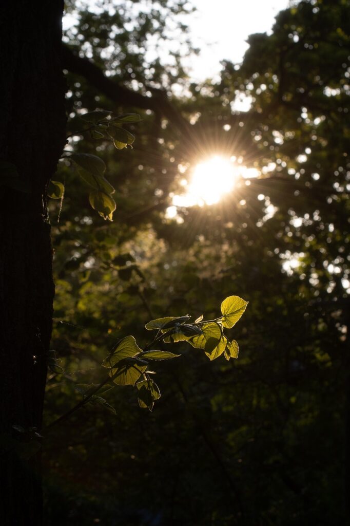 trees, sunlight, morning, forest, foliage, nature, early morning, dawn, leaves