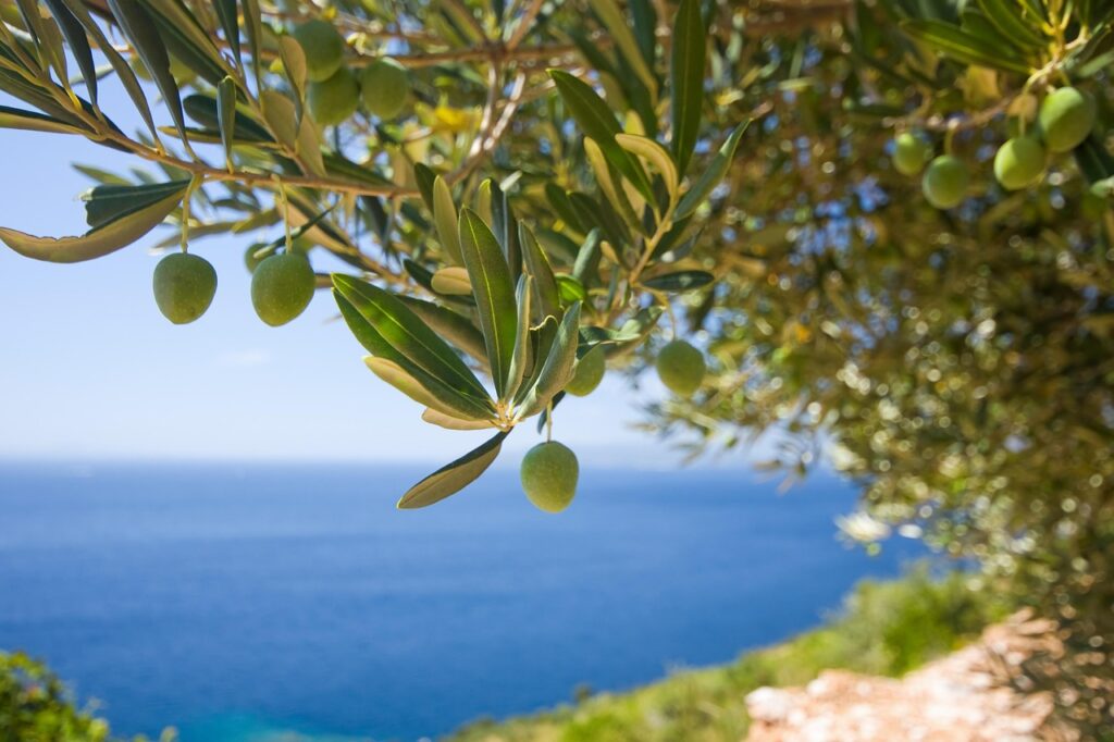 tree, nature, olive, the olives